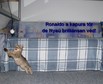 Nagyít! Ronaldo a kapu előtt sír...