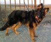 Nagyít! Lola lécci csííííz =)pózólj kicsit =)