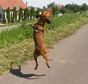 Nagyít! Elkapom!