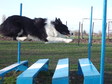 Nagyít! Repül a, repül a... collie!!!