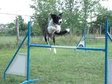 Nagyít! Collie-sport