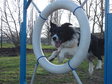 Nagyít! Agility-bajnok