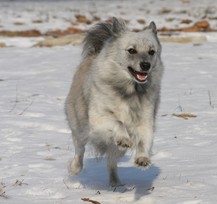 Boldogság
