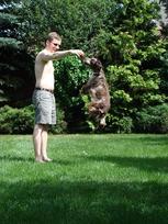 Joey. Ha egy spániel akar valamit ...  Joey. Ha egy spániel akar valamit ...