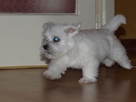 Picinek