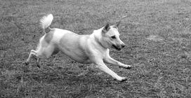 flying dog