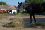 Mütyi, 7éves, fekete csődör. MFV
