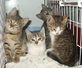 Cirumvirátus: 4 nőstény (3 hónaposak)