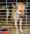 Rex