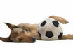 Jótékonysági Futballmeccs és Örökbefogadó nap az állatokért! Jótékonysági Futballmeccs és Örökbefogadó nap az állatokért!