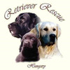 Ideiglenes retriever gazdikat keresünk!
