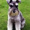 Krízisben a schnauzer fajtamentés Krízisben a schnauzer fajtamentés