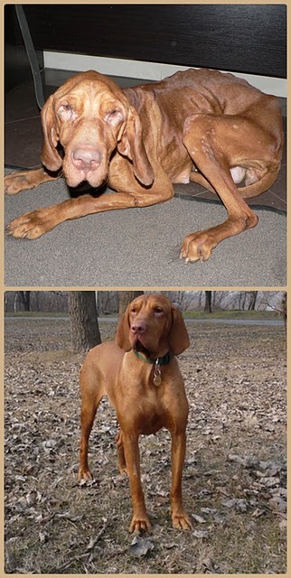 Vizsla fajtamentés