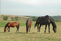 Bottyán Equus